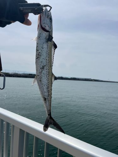 サゴシの釣果