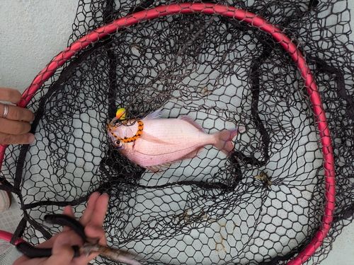 チダイの釣果
