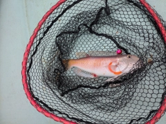 シロアマダイの釣果