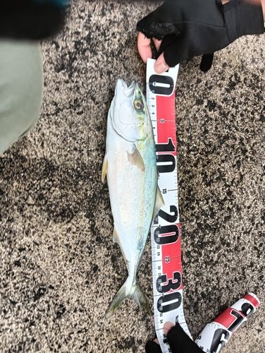 ハマチの釣果