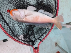 シロアマダイの釣果