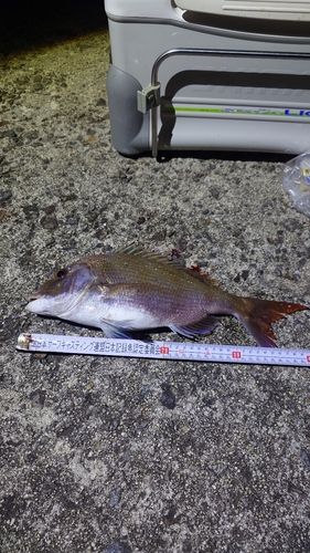 マダイの釣果