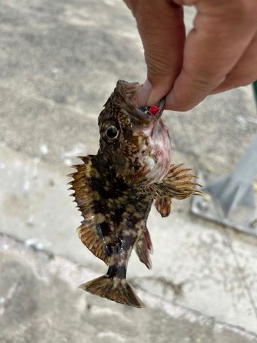 カサゴの釣果