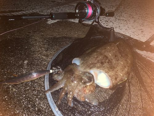 コウイカの釣果