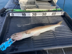 エソの釣果