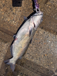 アメリカナマズの釣果