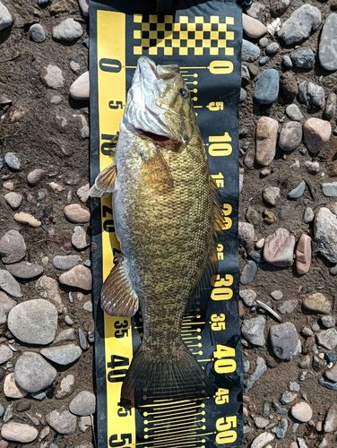 スモールマウスバスの釣果