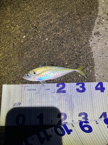 マアジの釣果
