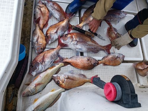 マダイの釣果