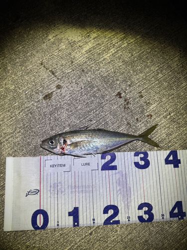 マアジの釣果