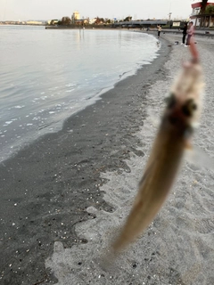 キスの釣果