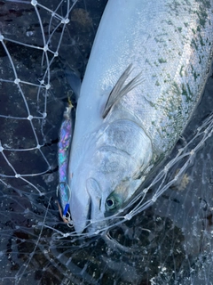 サクラマスの釣果