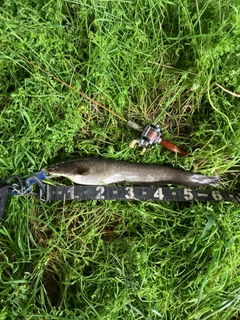 マナマズの釣果