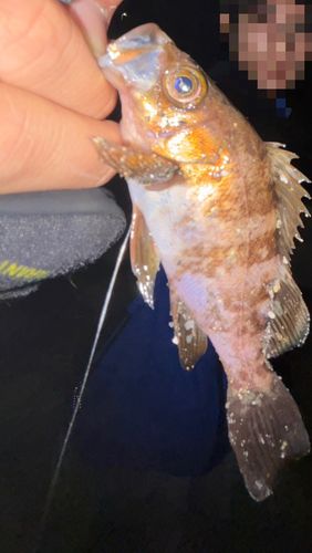 シロメバルの釣果