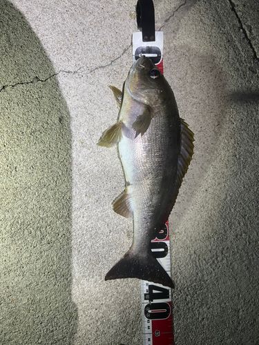 イサキの釣果