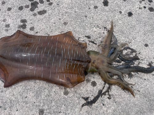 アオリイカの釣果