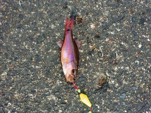 ネンブツダイの釣果