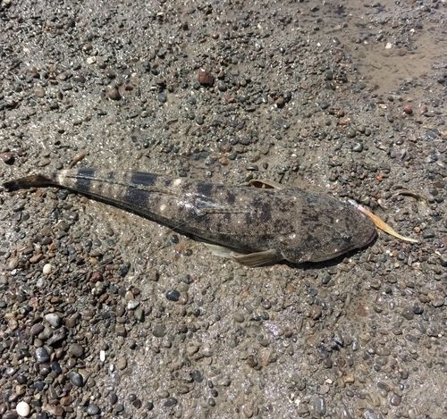 マゴチの釣果