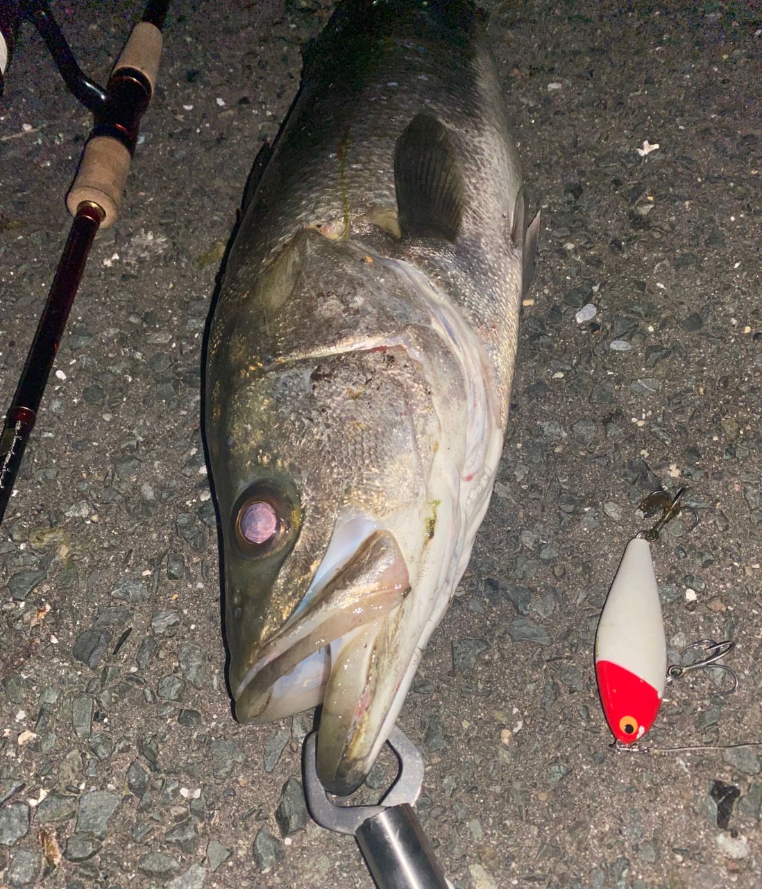 SHIMANO 18ワールドシャウラ 2832RS-2の最安値・インプレ・釣果 | 本音