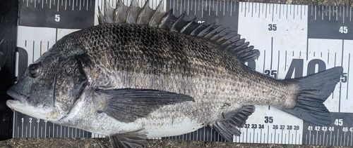 チヌの釣果