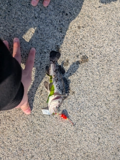 クロソイの釣果