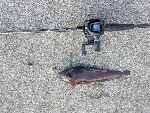 エゾイソアイナメの釣果