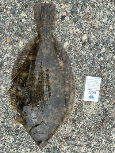 カレイの釣果