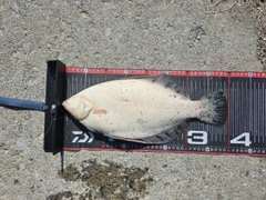 クロガシラガレイの釣果