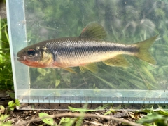 カワムツの釣果