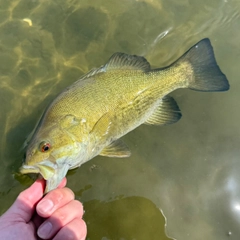 スモールマウスバスの釣果
