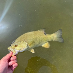 スモールマウスバスの釣果