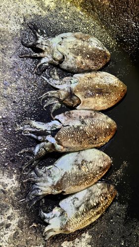 コウイカの釣果