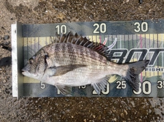 チヌの釣果