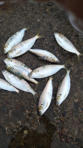 コノシロの釣果