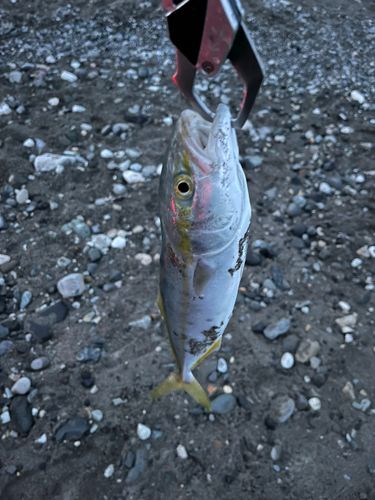 ワカシの釣果