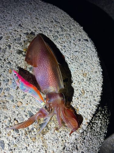 ケンサキイカの釣果