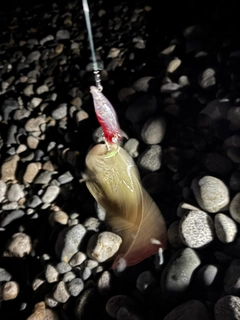 シタビラメの釣果