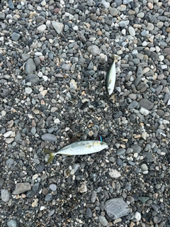 ワカシの釣果