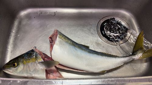 メジロの釣果