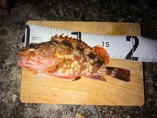 カサゴの釣果