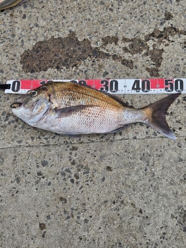 タイの釣果