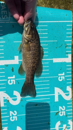 スモールマウスバスの釣果