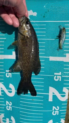 スモールマウスバスの釣果