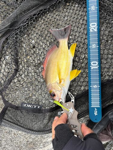 オキフエダイの釣果