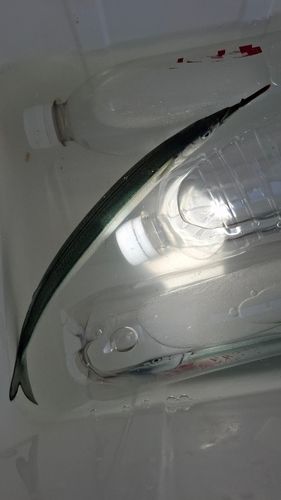 サヨリの釣果