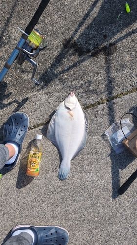 マコガレイの釣果