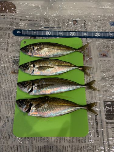 アジの釣果