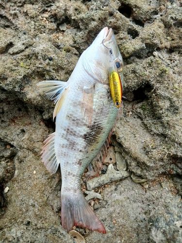 マトフエフキの釣果