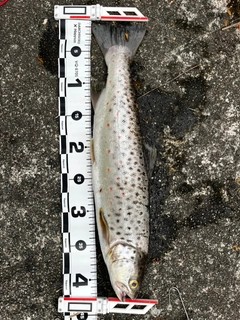 ブラウントラウトの釣果