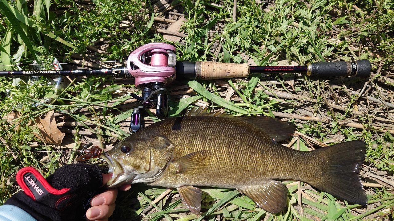 AbuGarcia ワールドモンスター WMC-705Lの最安値・インプレ・釣果